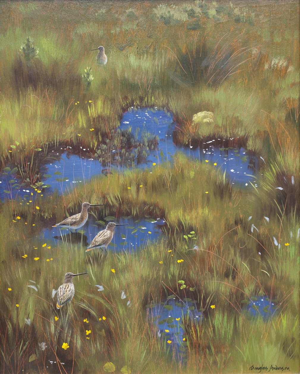 Snipe in Bog by Douglas Anderson