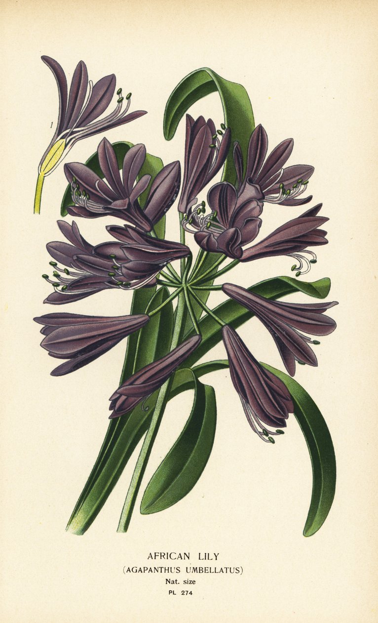 African lily, Agapanthus africanus (Agapanthus umbellatus). Chromolithograph from an illustration by Desire Bois from Edward Step’s Favourite Flowers of Garden and Greenhouse, Frederick Warne, London by Désiré Georges Jean Marie Bois