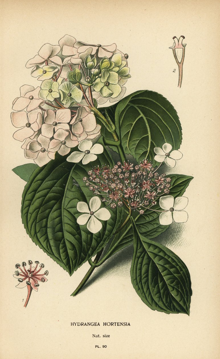 Bigleaf hydrangea, Hydrangea macrophylla by Désiré Georges Jean Marie Bois