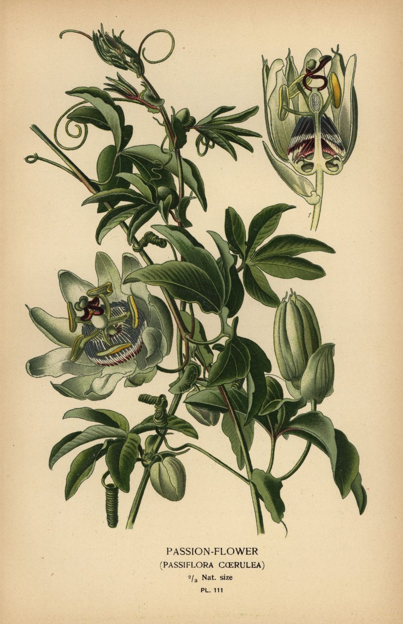 Blue passion-flower, Passiflora caerulea. by Désiré Georges Jean Marie Bois