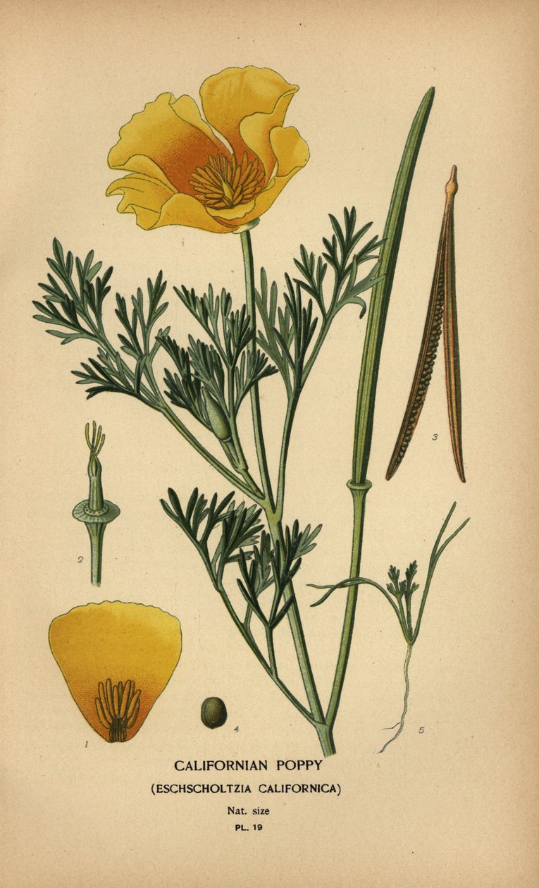 Californian poppy, Eschscholzia californica by Désiré Georges Jean Marie Bois