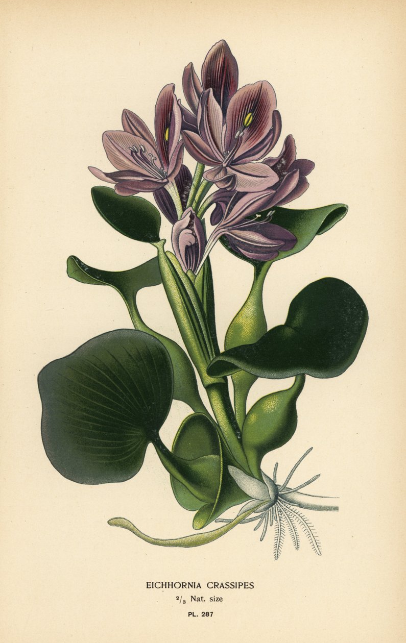 Common water hyacinth, Eichhornia crassipes. Chromolithograph from an illustration by Desire Bois from Edward Step’s Favourite Flowers of Garden and Greenhouse, Frederick Warne, London by Désiré Georges Jean Marie Bois