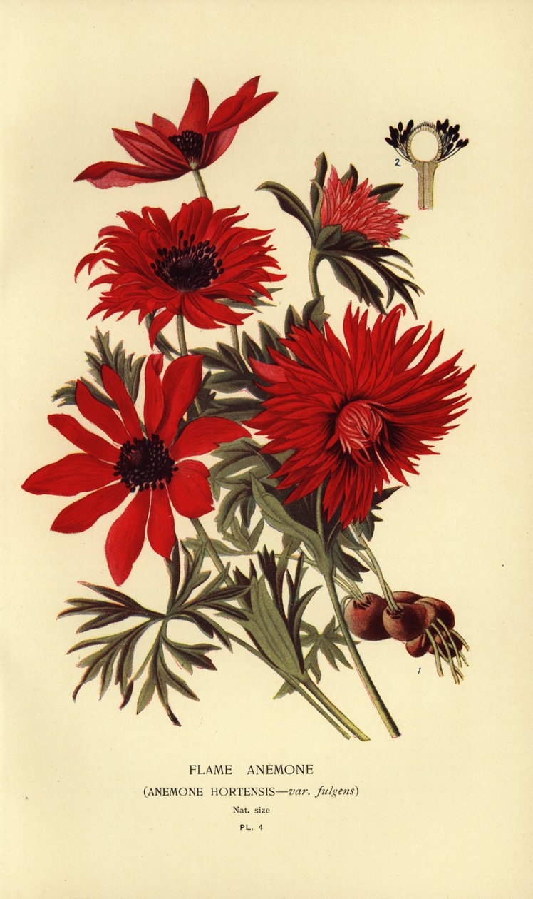 Flame Anemone by Désiré Georges Jean Marie Bois