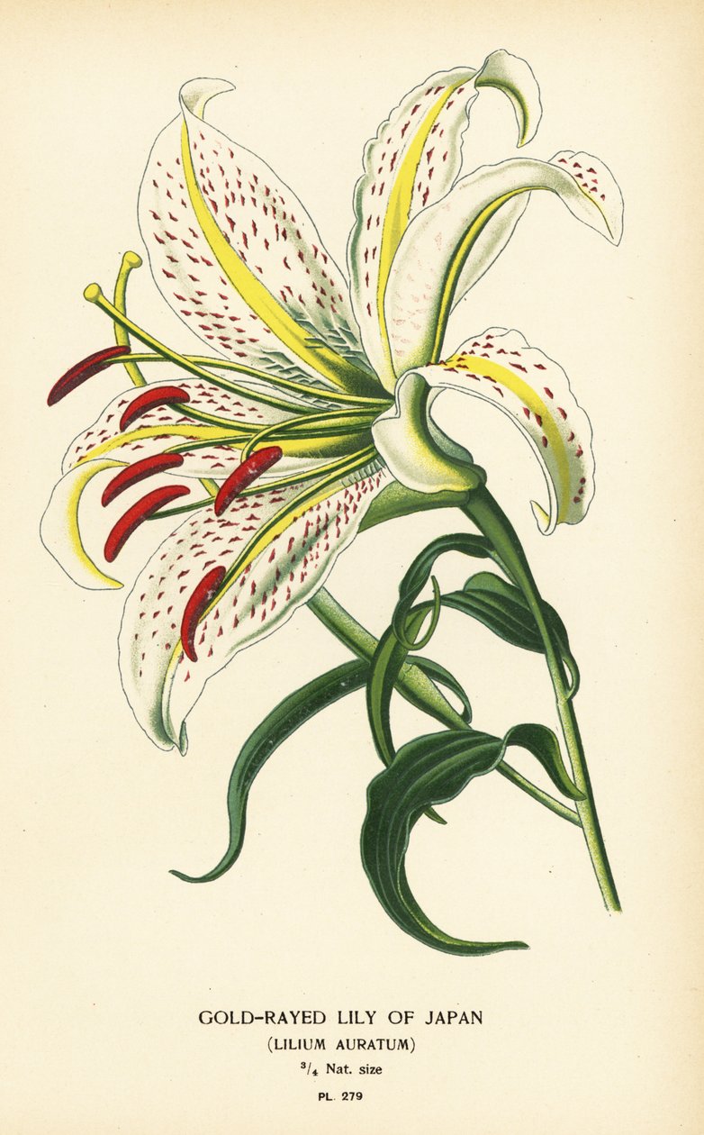 Gold-Rayed Lily of Japan or Yamayuri, Lilium auratum by Désiré Georges Jean Marie Bois