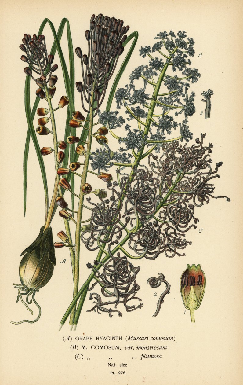 Grape hyacinth, Leopoldia comosa (Muscari comosum, var. monstrosum, var. plumosa). Chromolithograph from an illustration by Desire Bois from Edward Step