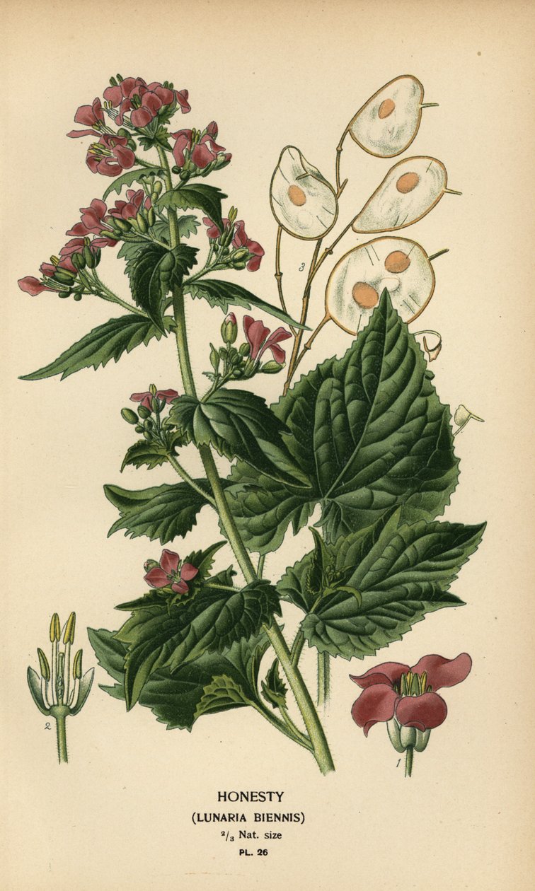 Honesty, Lunaria annua. by Désiré Georges Jean Marie Bois