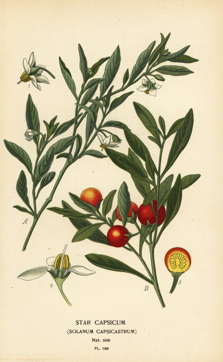 Jerusalem cherry, Solanum pseudocapsicum var. diflorum by Désiré Georges Jean Marie Bois
