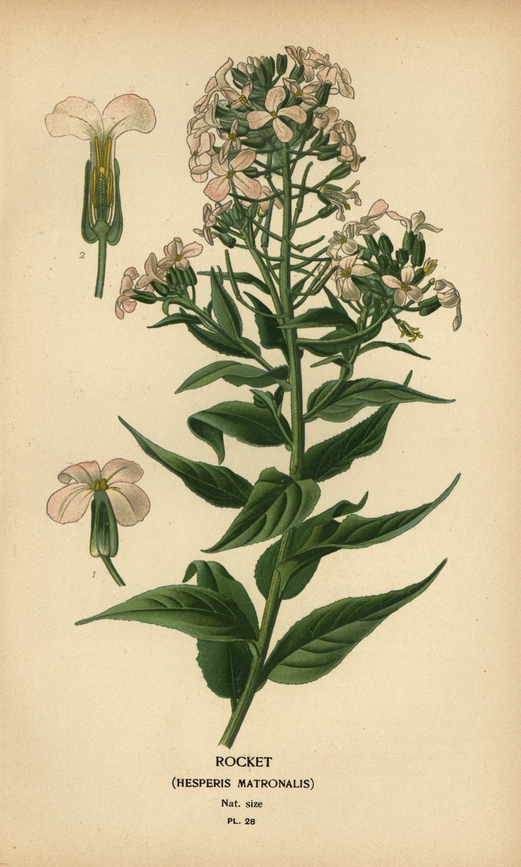 Rocket, Hesperis matronalis by Désiré Georges Jean Marie Bois