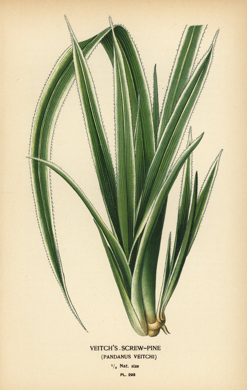 Tahitian Screwpine, Pandanus tectorius (Veitch’s Screw-Pine, Pandanus veitchii) by Désiré Georges Jean Marie Bois