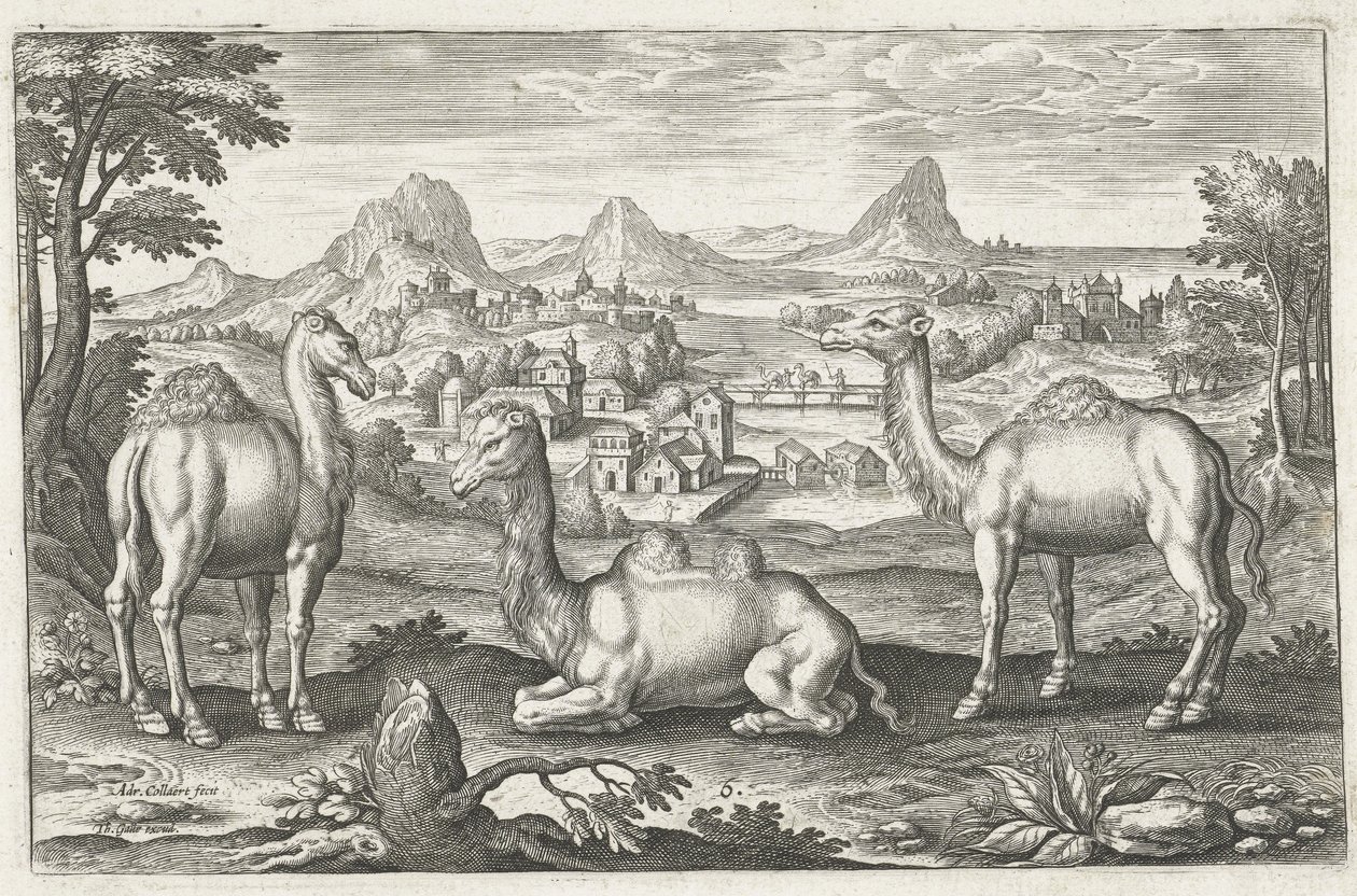 Three Camels, engraved by Adriaen Collaert by Dutch School