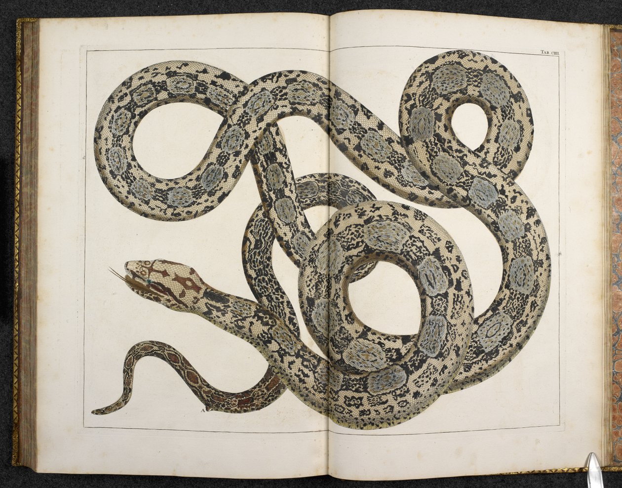 A Python, from 