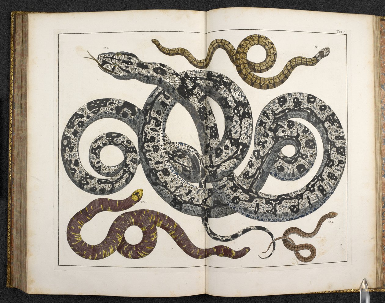 A Python, from 