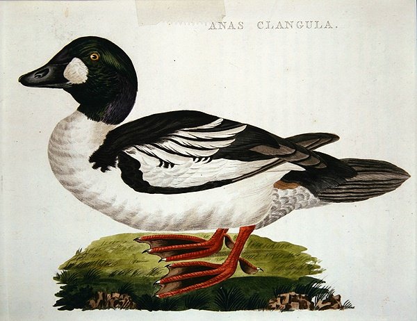 Goldeneye by Dutch School