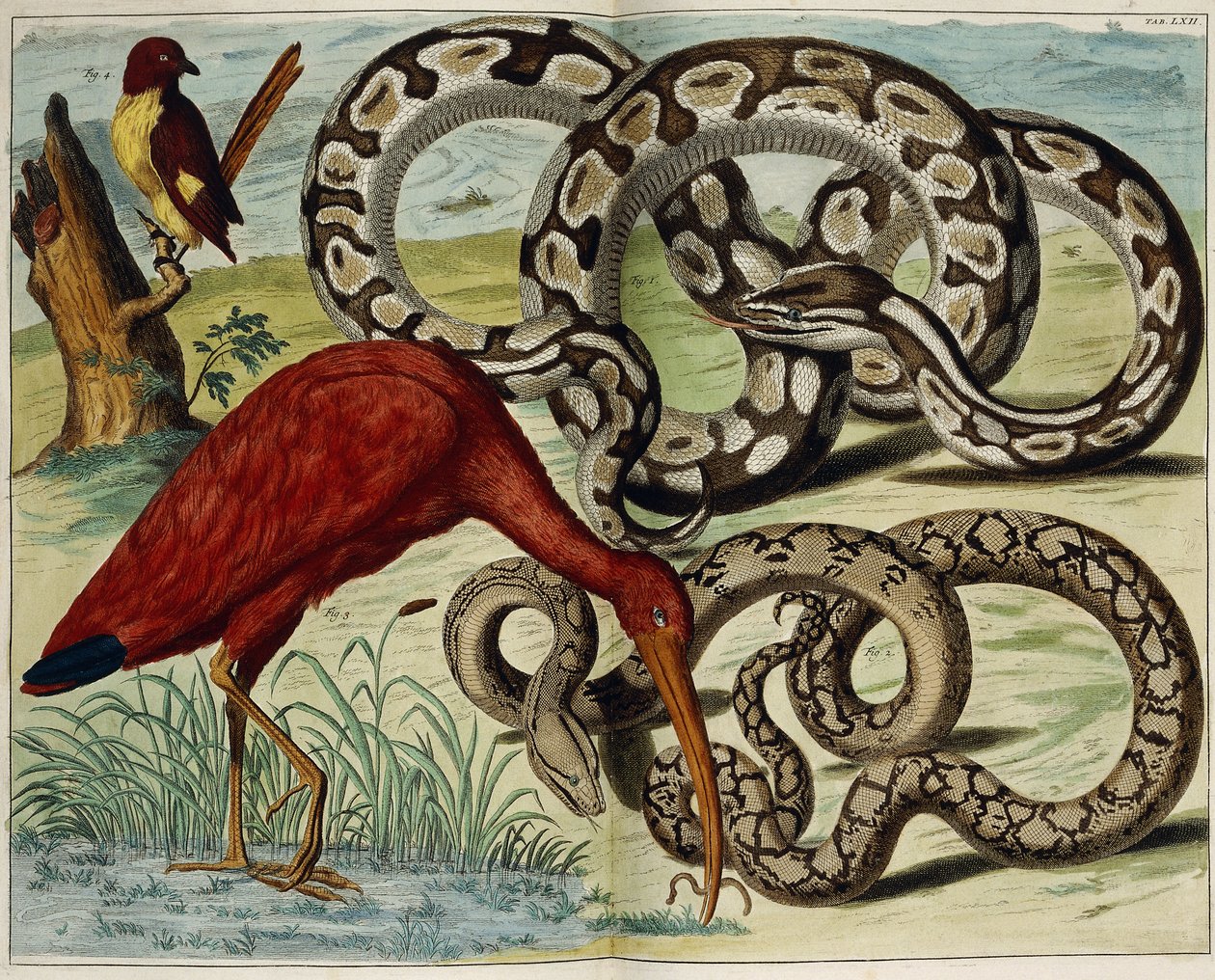 Birds and Snakes, Plate 62, from 