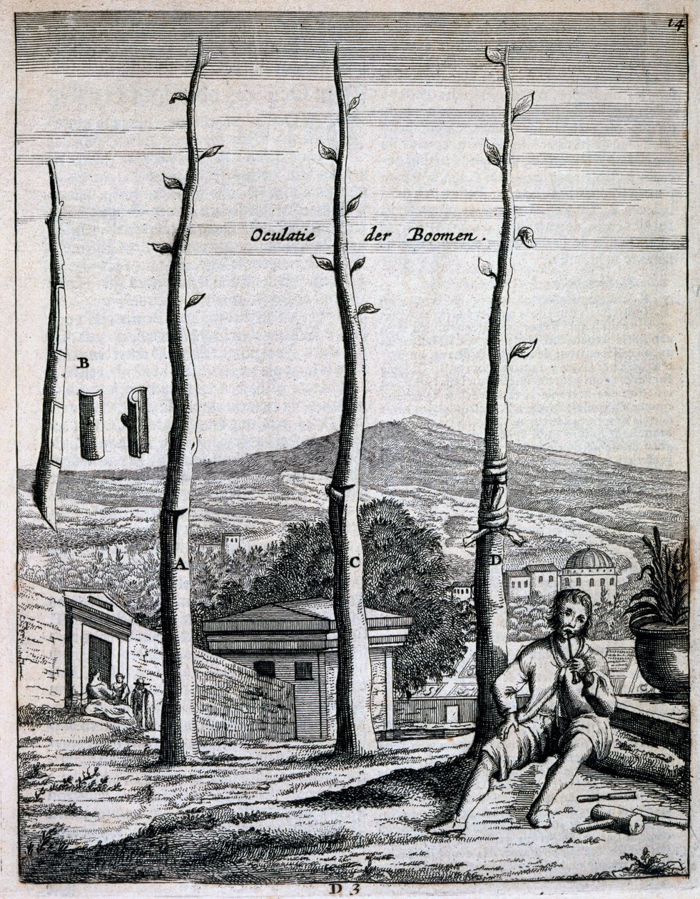 Fruit trees, from De Nederlandze Hesperides by Jan Commelin, published 1676 by Dutch School