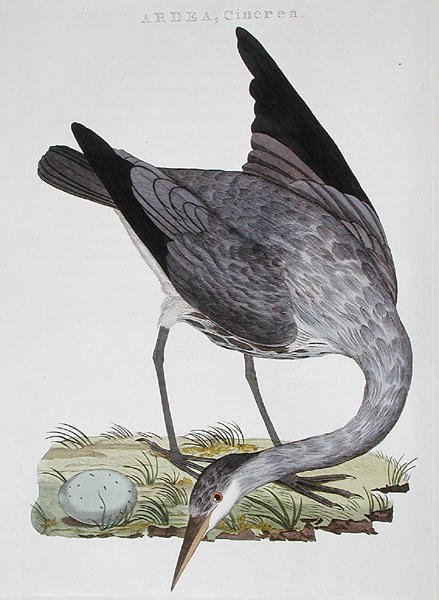Heron, published in Amsterdam by Dutch School