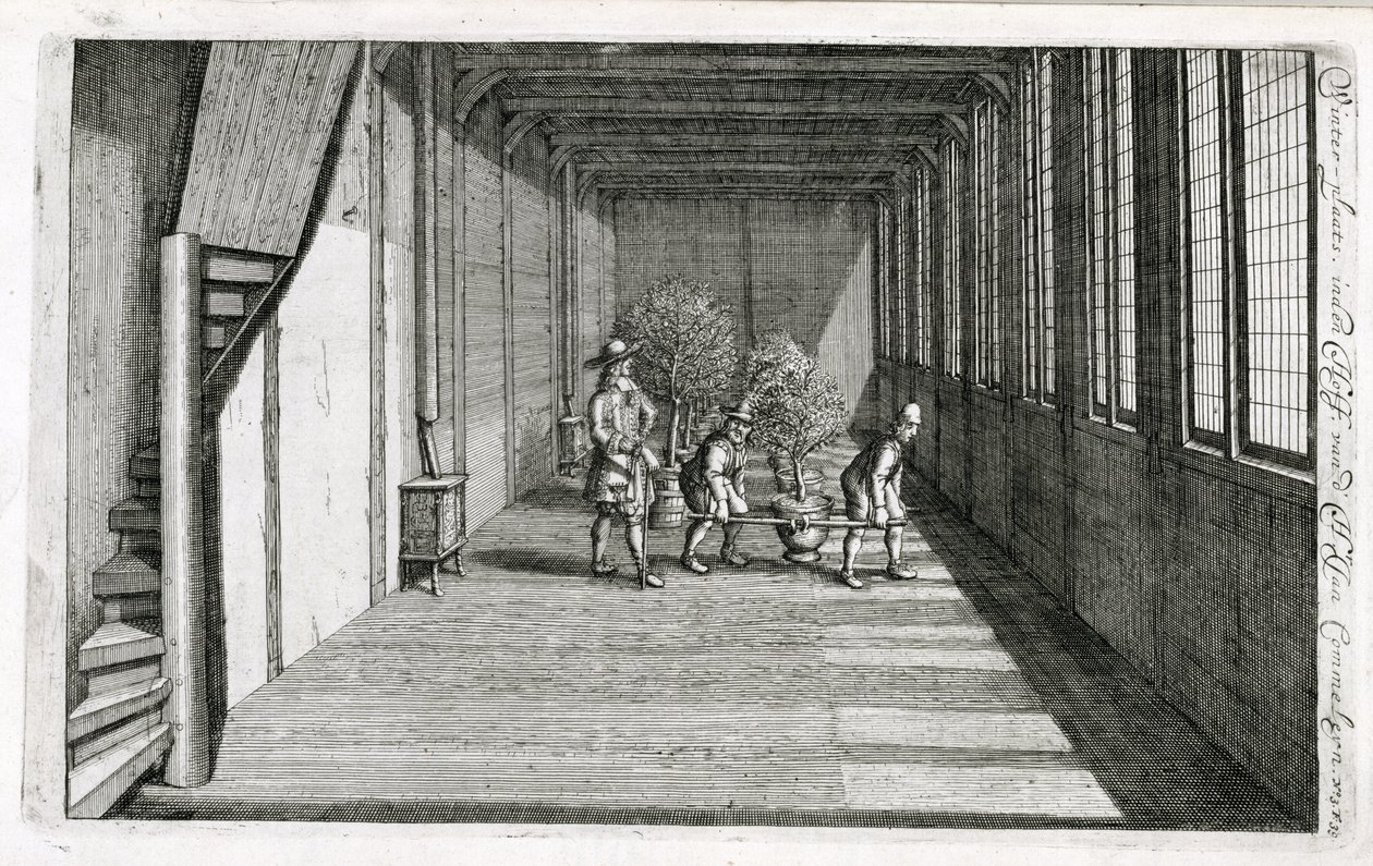 Moving trees into the garden for summer, from De Nederlandze Hesperides by Jan Commelin, published 1676 by Dutch School