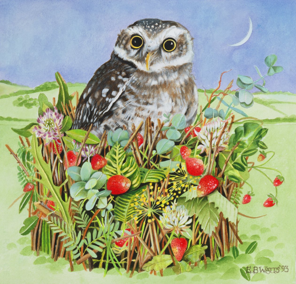 Owl in a Woodland Basket, 1993 by E.B. Watts