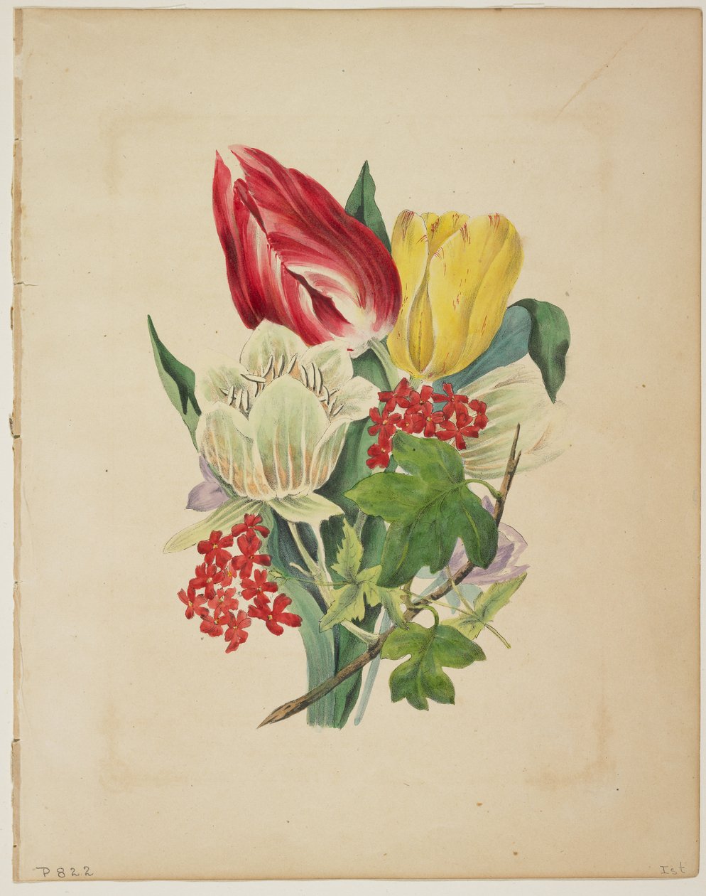 Bouquet of Tulips (from Flora