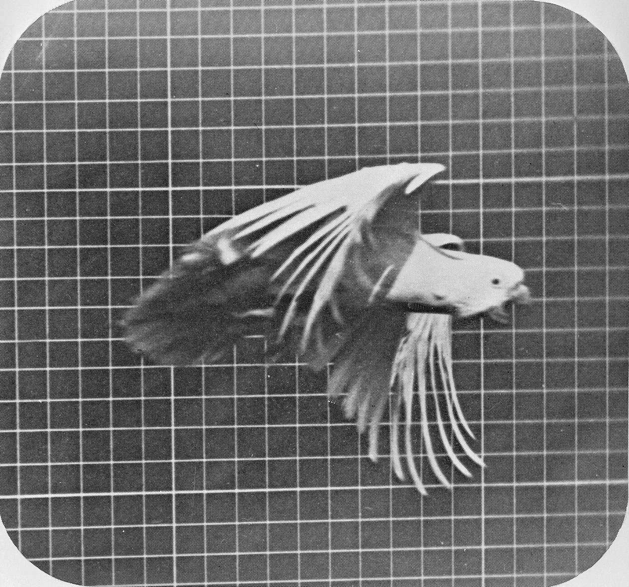 Cockatoo in flight, from 