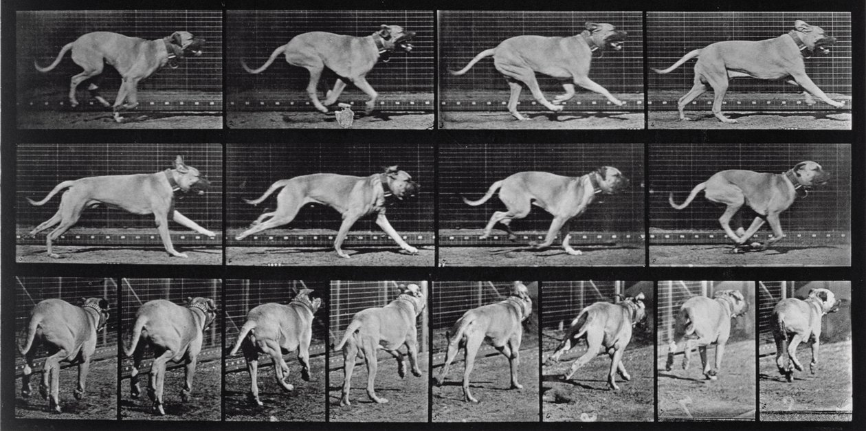 Running Dog, Plate 707 from 