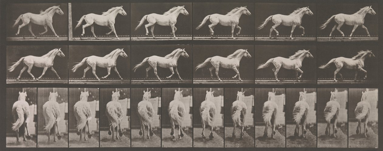 Animal Locomotion. An Electro-Photographic Investigation of Consecutive Phases of Animal Movement by Eadweard Muybridge