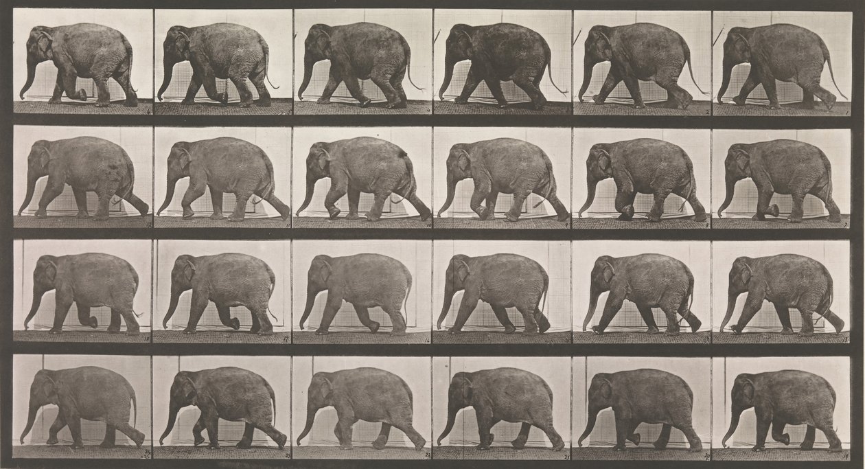 Animal Locomotion. An Electro-Photographic Investigation of Consecutive Phases of Animal, 1880s by Eadweard Muybridge