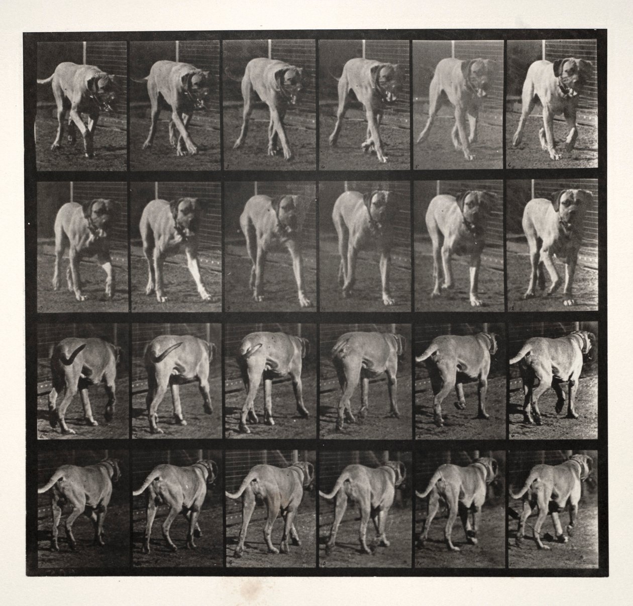 Dread Trotting, 1887 by Eadweard Muybridge
