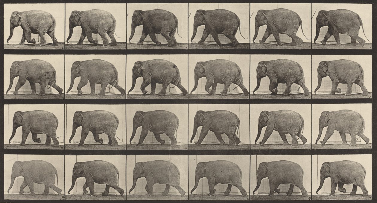 Plate Number 733. Elephant walking, 1887 by Eadweard Muybridge