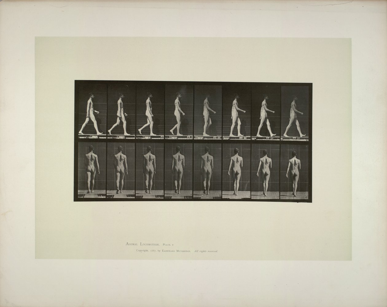 Animal locomotion: males pelvis cloth by Eadweard Muybridge