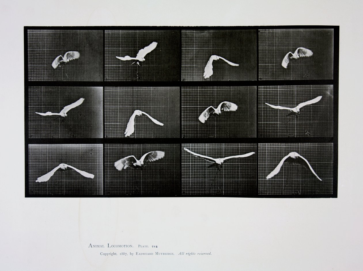 Bird in Flight, plate 762 from 