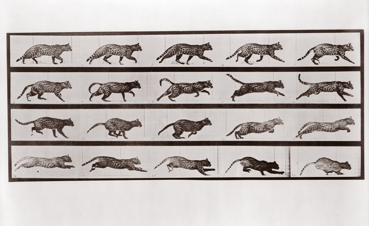 Cat Trotting and Galloping, Plate 717 from Animal Locomotion by Eadweard Muybridge