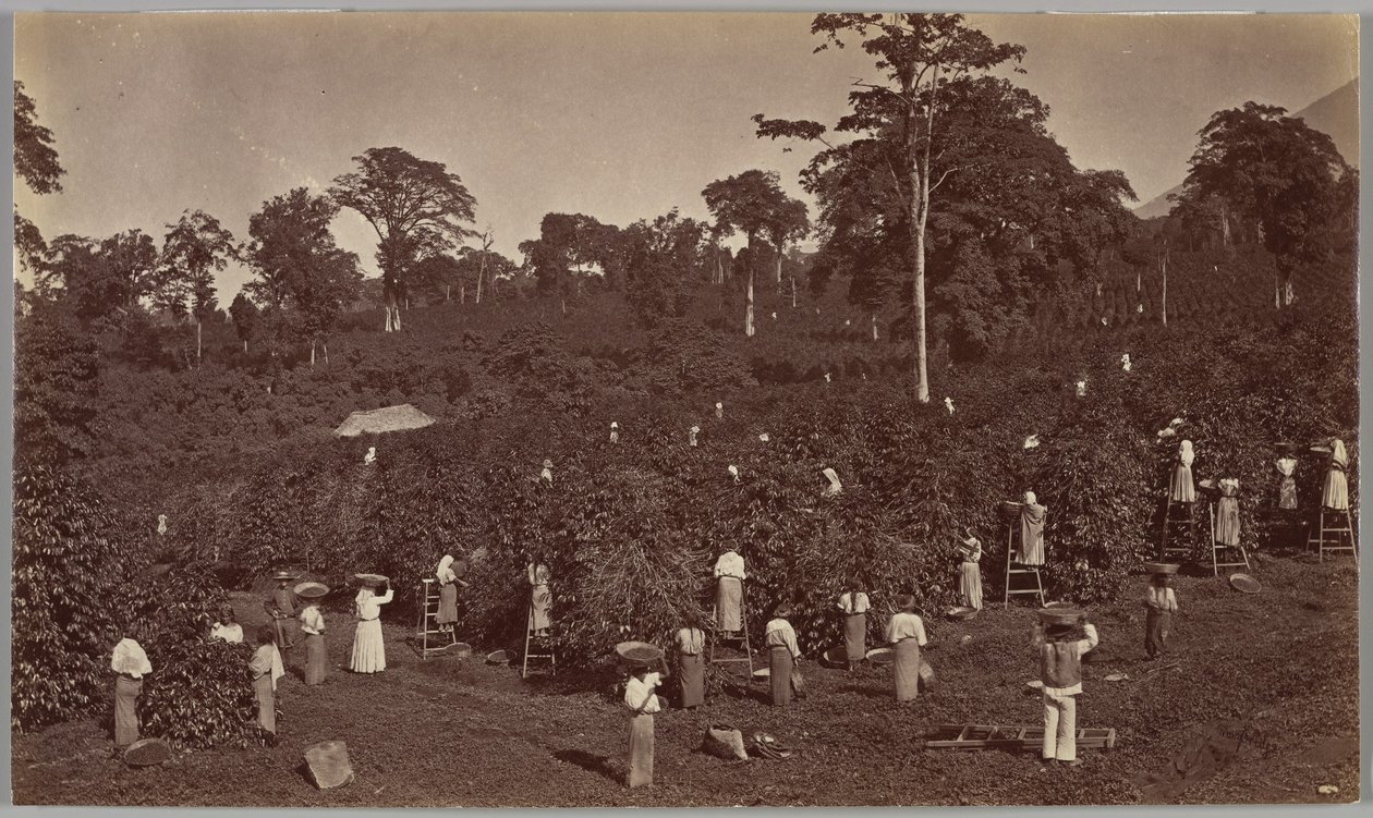 Coffee Harvesting, Las Nubes-Guatemala by Eadweard Muybridge