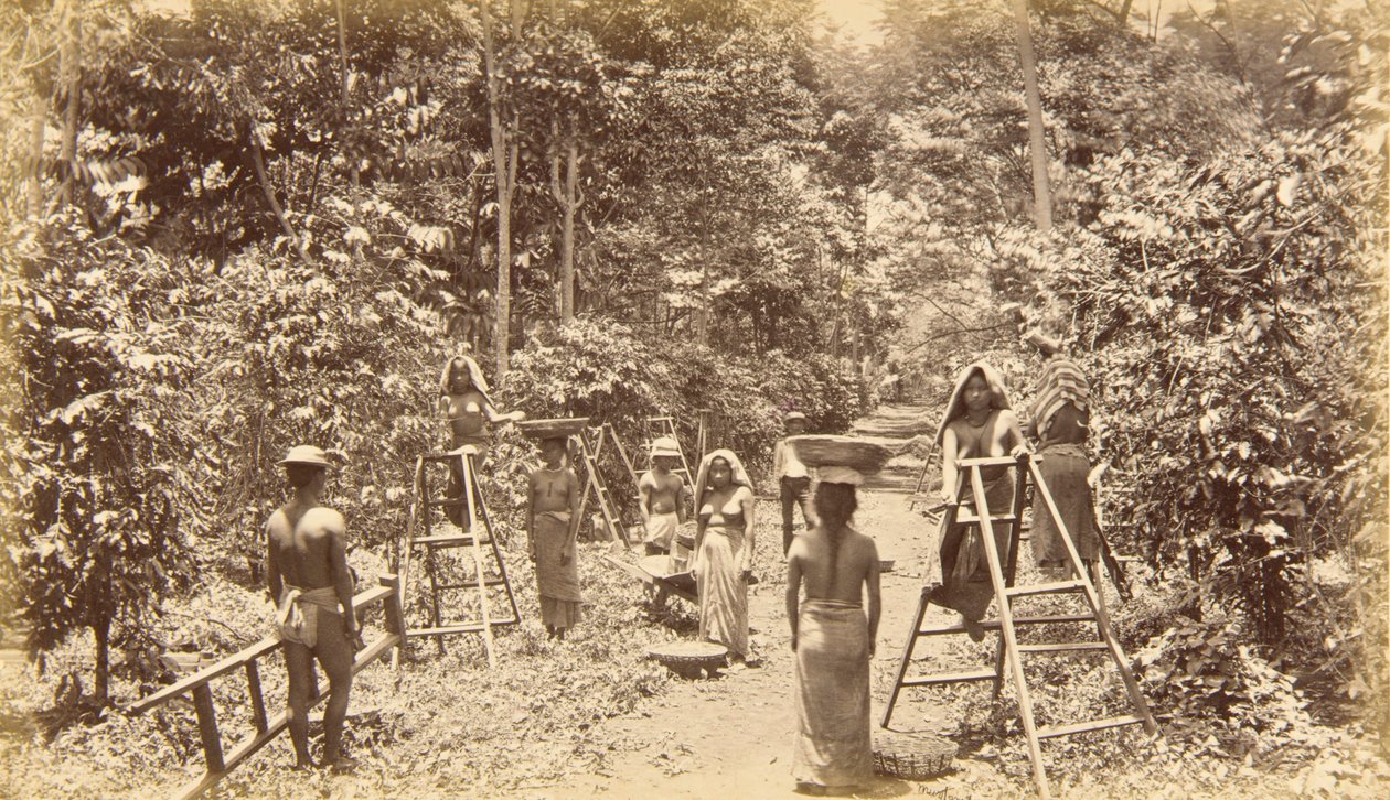 Coffee Harvesting at San Isidro--Elevation 1000 Feet, Guatemala by Eadweard Muybridge