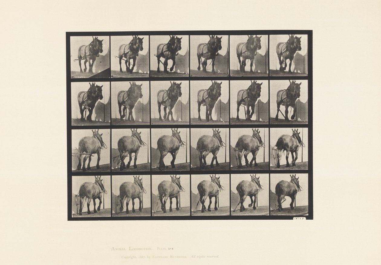 Plate 564. Hauling; Broken Log Chain; Dark-Gray Belgian Horse Dusel by Eadweard Muybridge