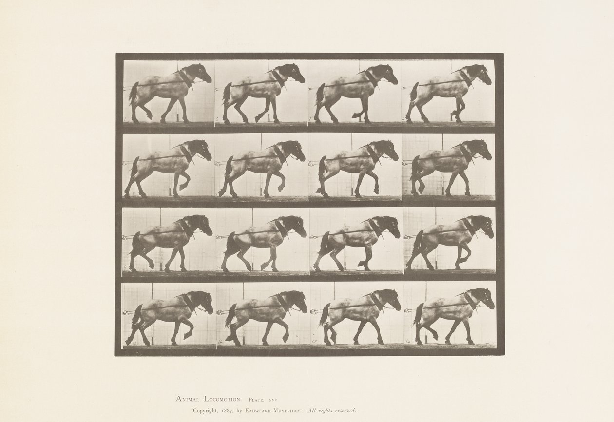 Hauling; Dark-Gray Belgian Horse Hansel by Eadweard Muybridge