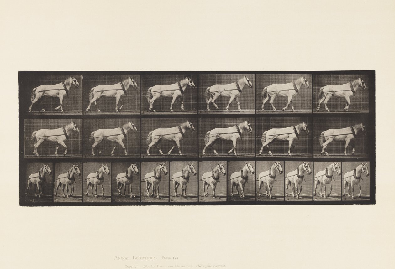 Hauling; Light-Gray Mare Johnson, 1885 by Eadweard Muybridge
