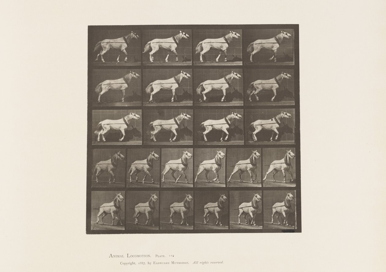 Hauling; Head being Pulled; Light Gray Mare, 1885 by Eadweard Muybridge