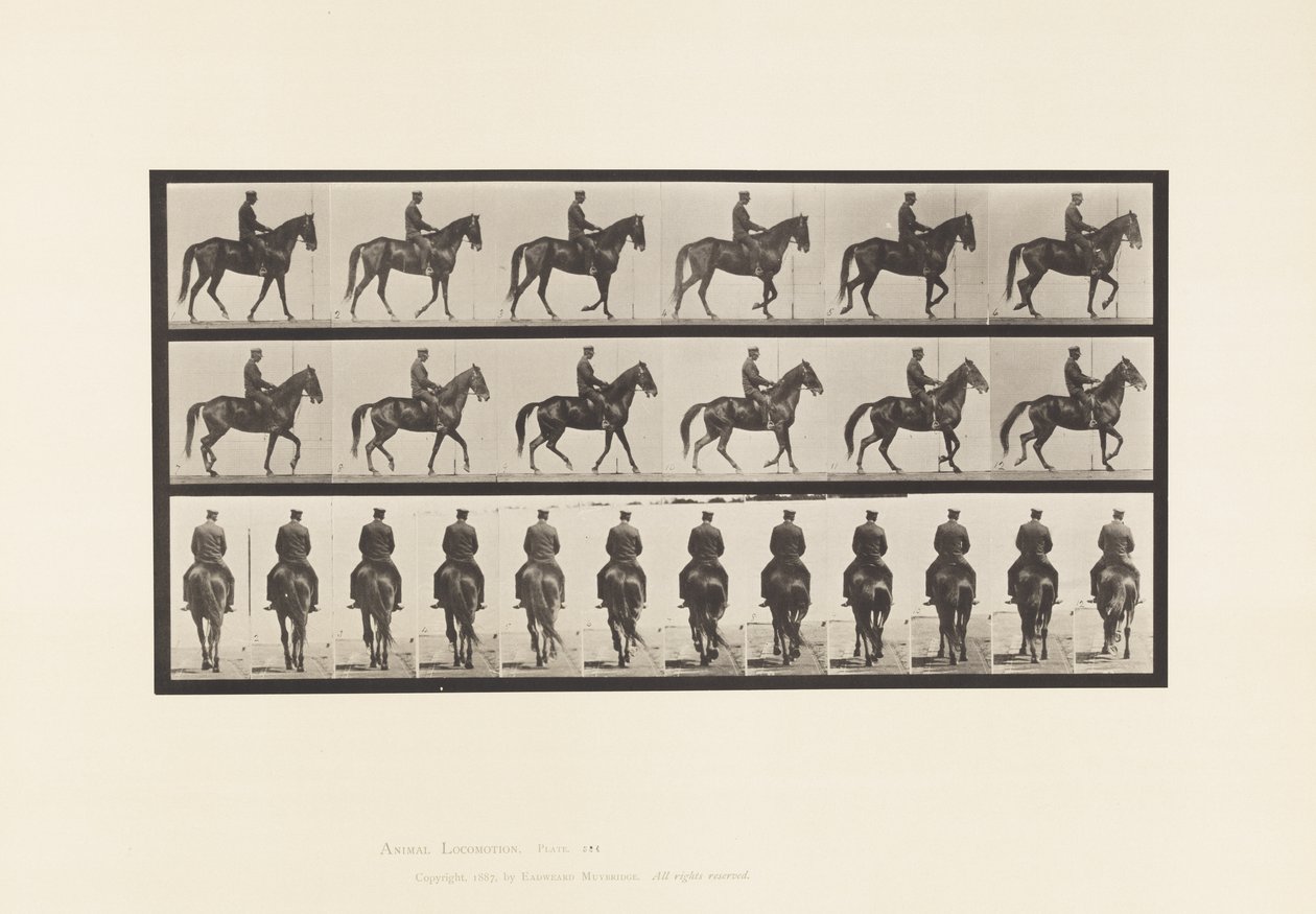 Walking; Saddle; Irregular; Brown Mare Beauty by Eadweard Muybridge