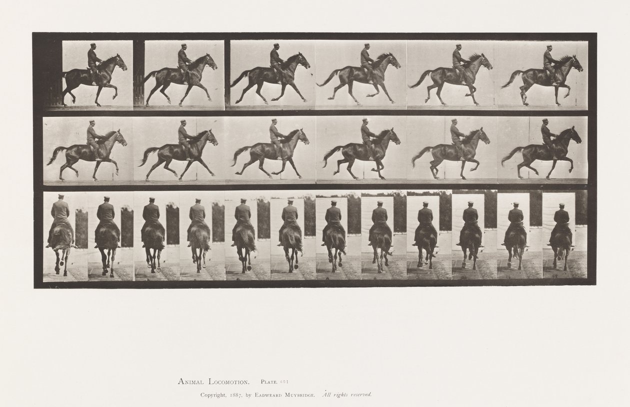 Plate 601. Trotting; Saddle; Brown Mare Beauty by Eadweard Muybridge