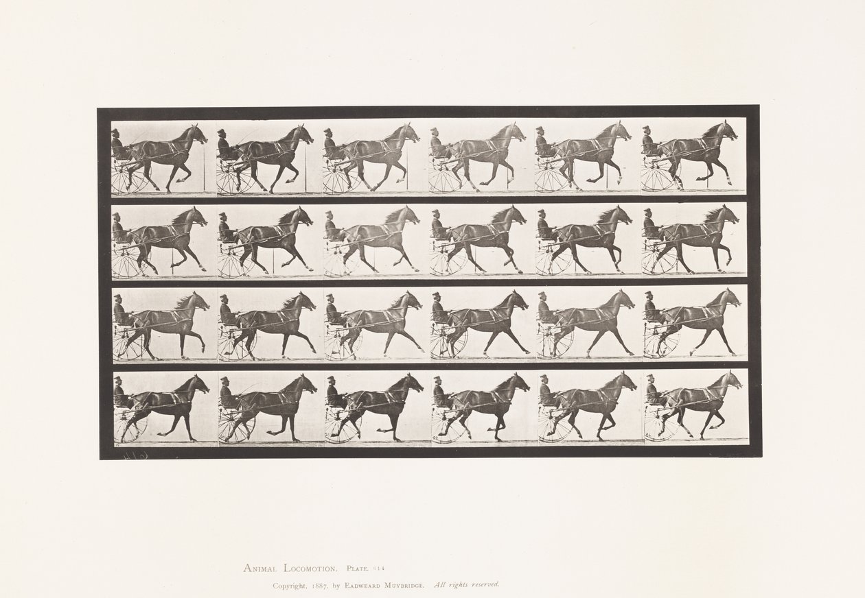 Plate 614. Trotting; Breaking to Gallop; Sorrel Mare Flode Holden by Eadweard Muybridge
