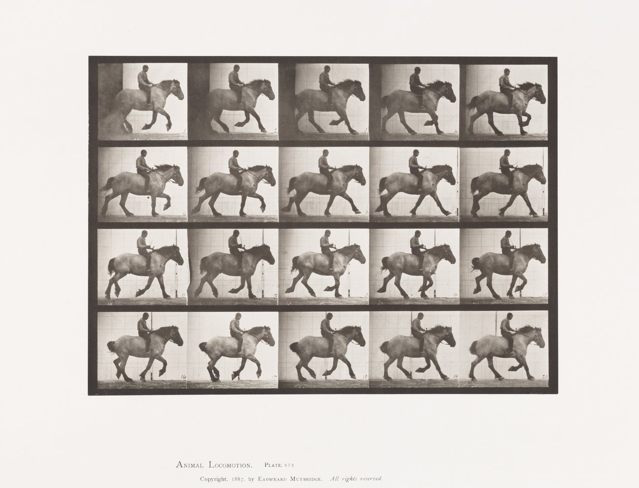 Canter: Bareback; Dark-Gray Belgian Horse Hansel by Eadweard Muybridge