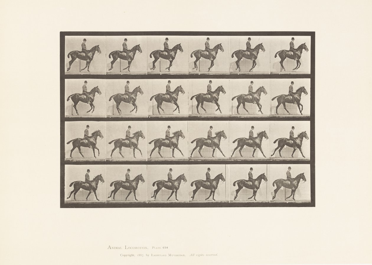 Canter; Saddle; Bay Horse Daisy (Plate 616) by Eadweard Muybridge