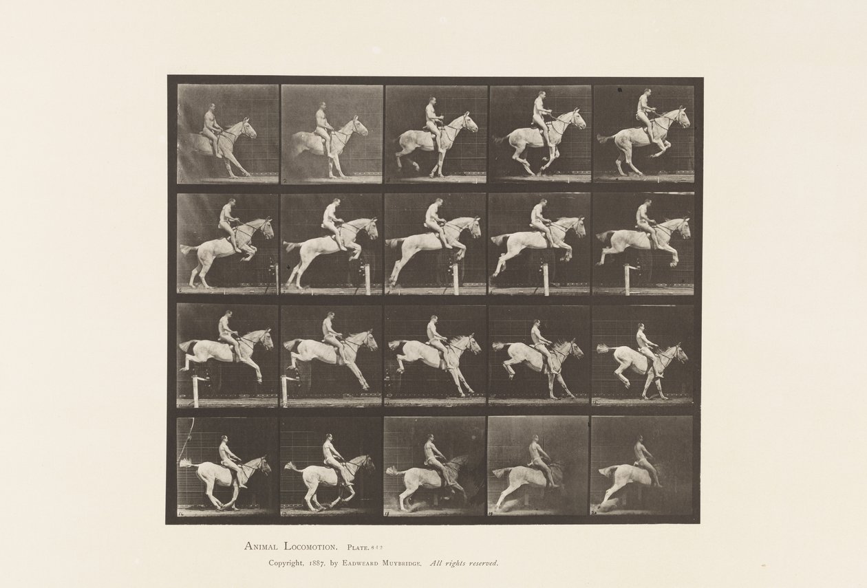 Plate 642. Jumping a Hurdle; Saddle; Rider, 105, Nude; Gray Mare, 1885 by Eadweard Muybridge