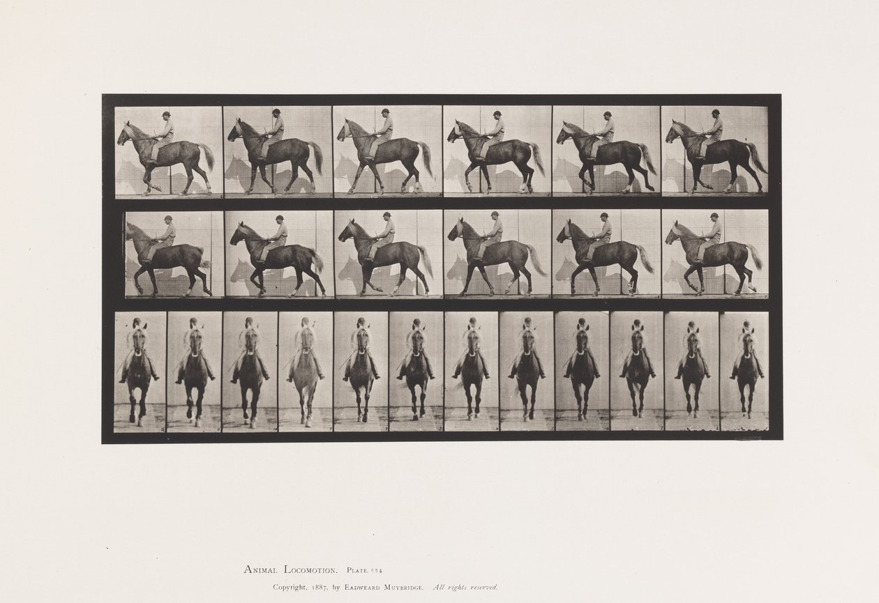 Plate 654. Walking; Saddle; Lame, Right Front Foot; Horse-Buckskin by Eadweard Muybridge