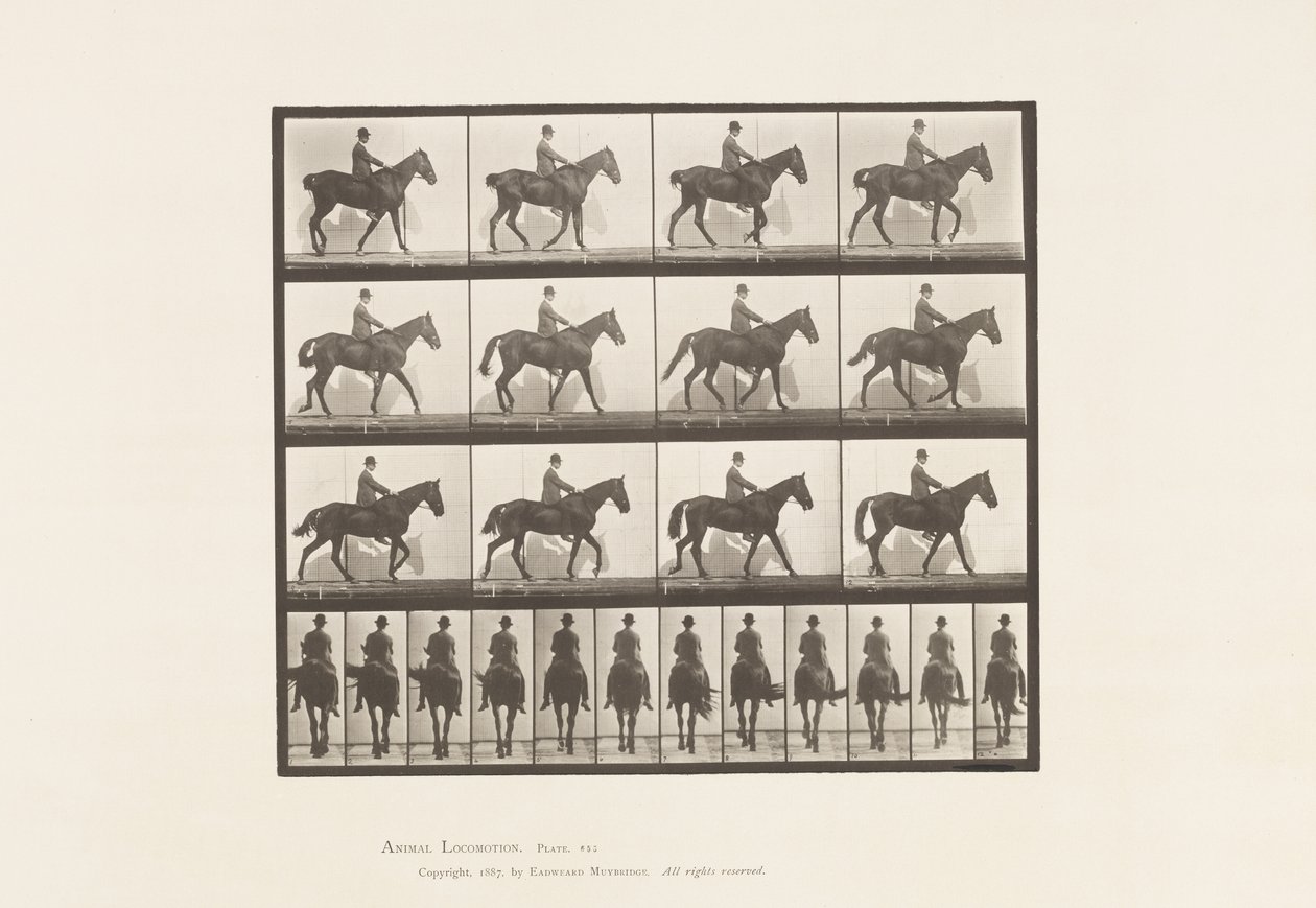 Walking; Saddle; Spavin, Right Hind Leg; Horse by Eadweard Muybridge