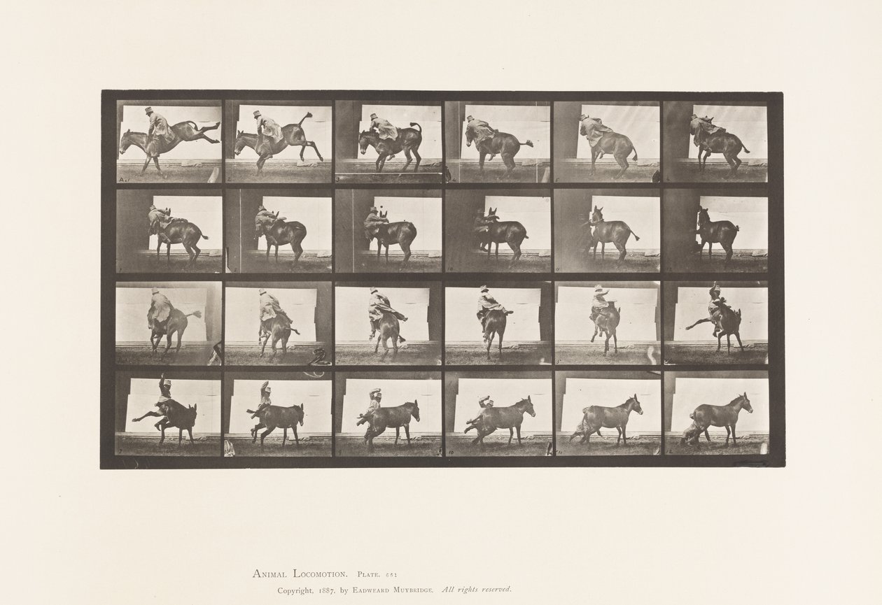 Plate 661. Mule; A, B, A Refractory Animal by Eadweard Muybridge