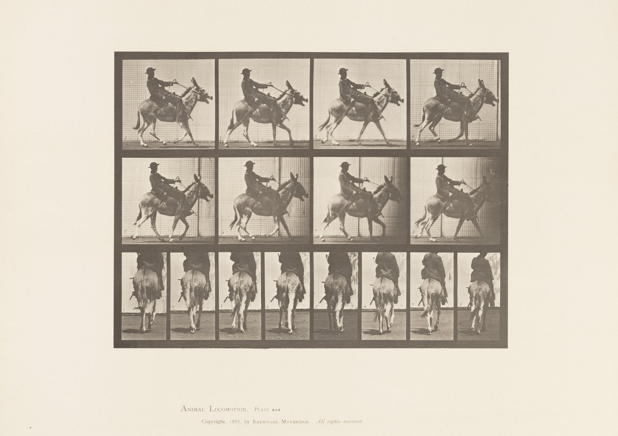 Plate 668. Ass; Ambling; Saddle; Boy Riding, Zoo by Eadweard Muybridge