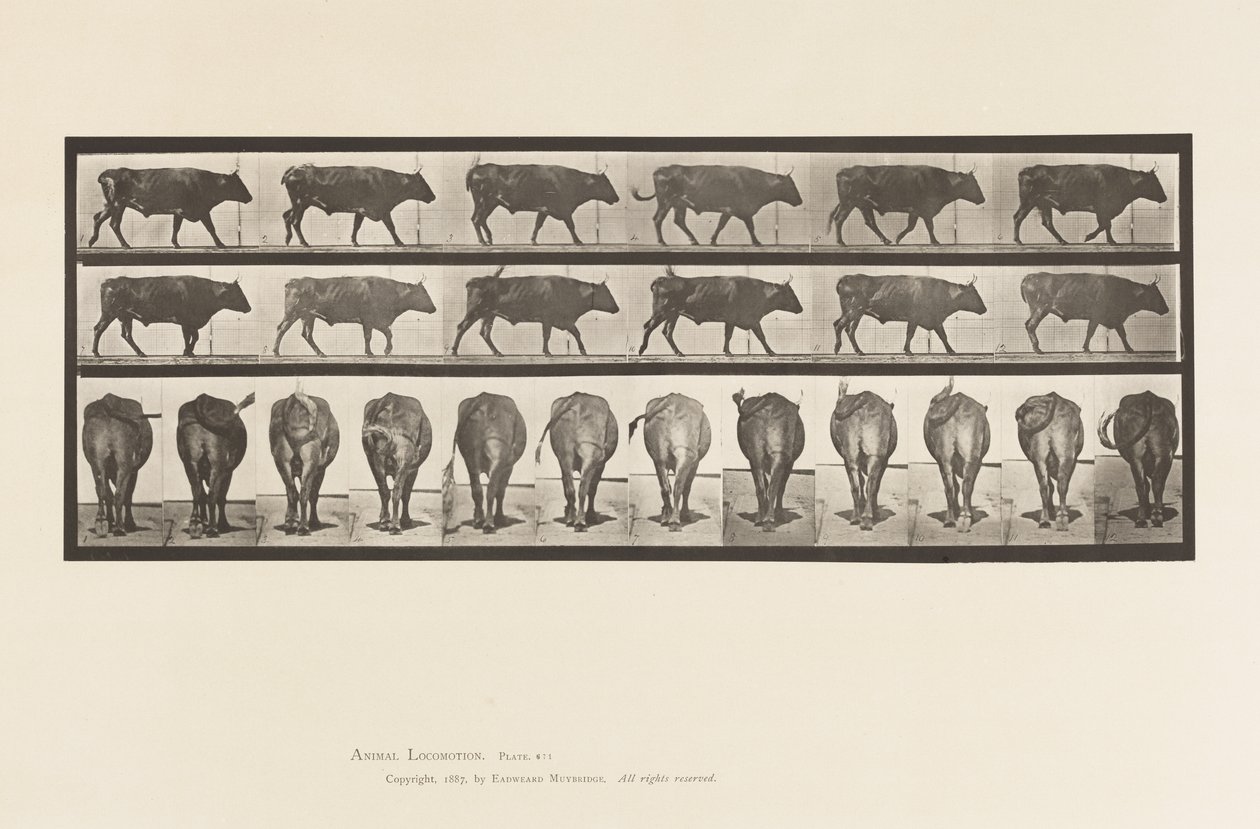 Plate 671. Ox; Walking by Eadweard Muybridge