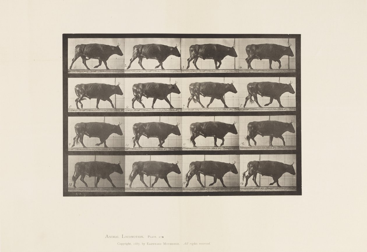Plate 672. Ox; Trotting by Eadweard Muybridge